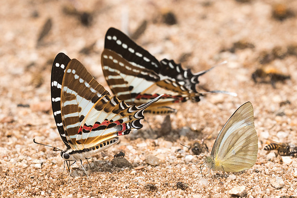Graphium nomius swinhoei-1092- Chiang Dao  - 11/03/23