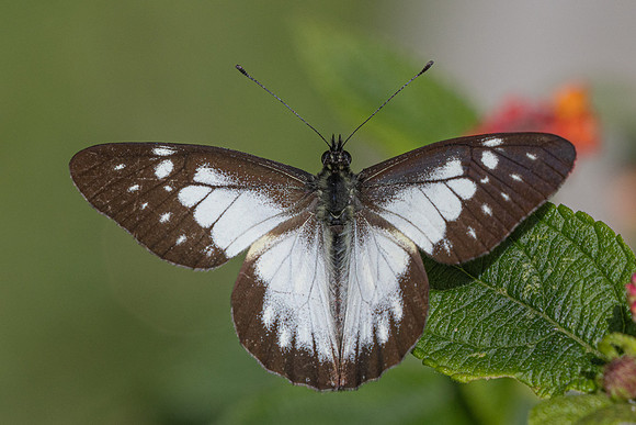 Catasticta prioneris-6425  - Salento - 17/06/24
