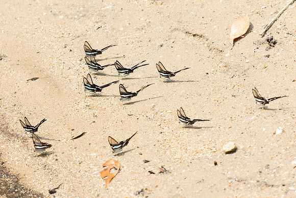 Lamproptera meges-6519- Doi Suthep - 28/03/25