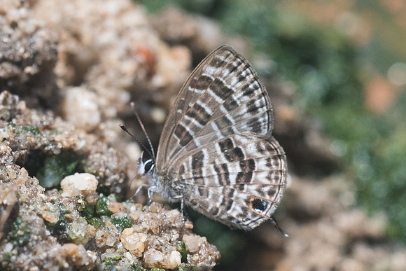 Prosotas aluta-8875 - Chiang Dao - 14/11/23