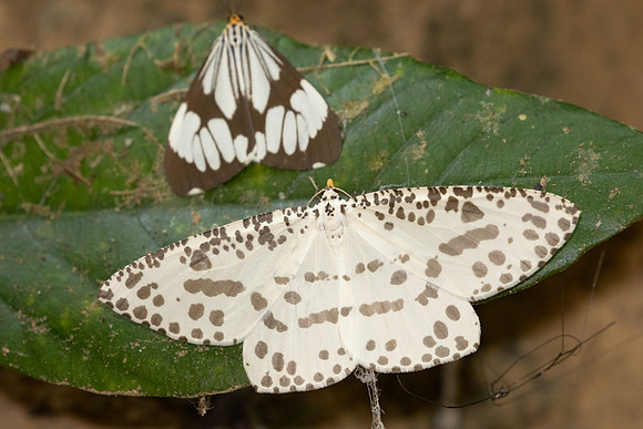 Abraxaphantes perampla-1661 - 18/003/25