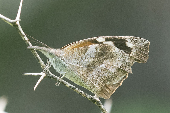 Libytheana carinenta-2353