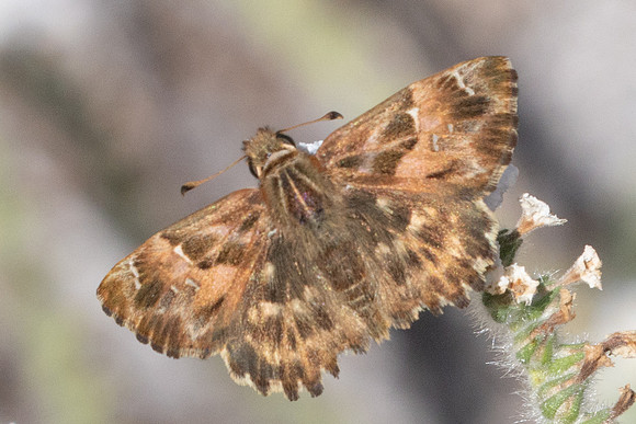Carcharodus alceae - 0534 - Antalya, Termessos - 16/09/24
