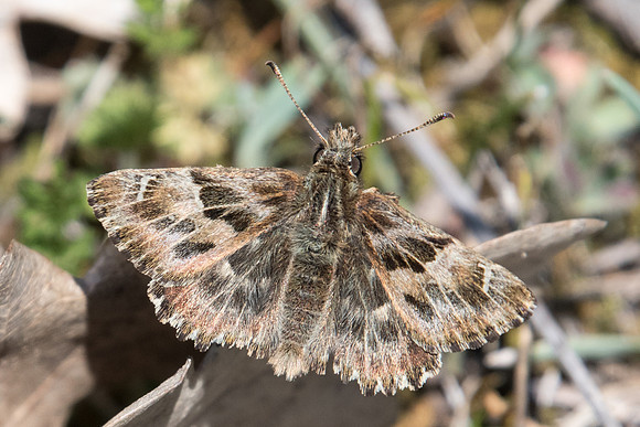 Carcharodus alcaea-5611