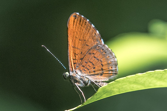 Detritivora barnesi-3173