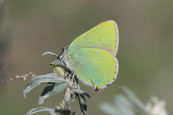 Callophrys rubi-7374