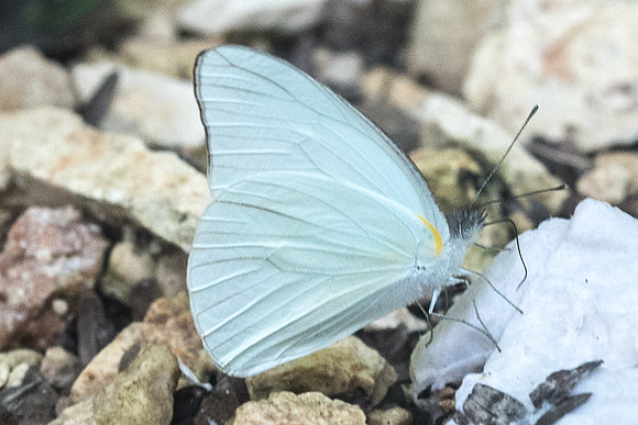 Glutophrissa drusilla-3142