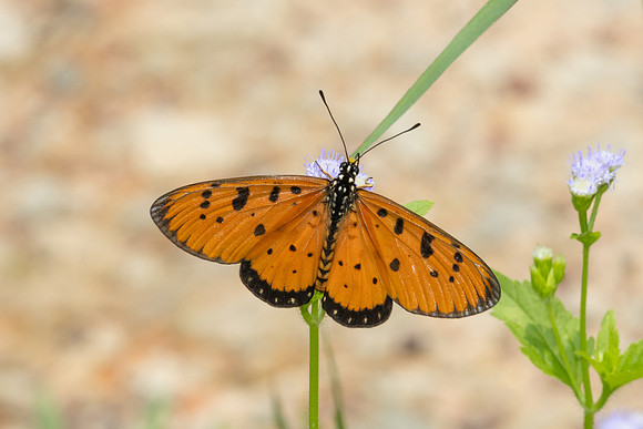 Acraea terpsicore-6812- Sepang - 30/03/25