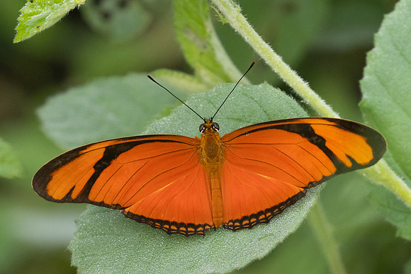 Dryas iulia-3871 - Barichara - 10/06/24