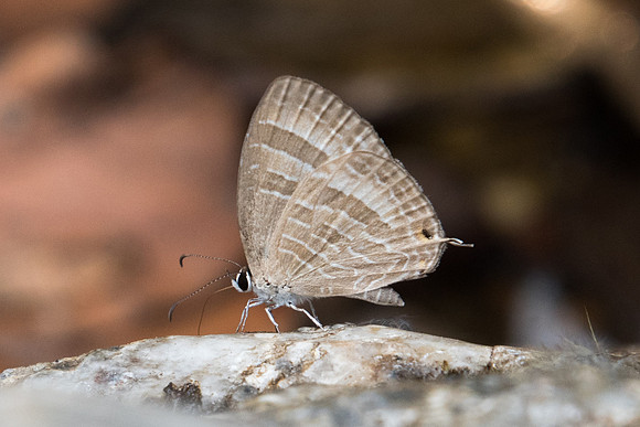 Jamides celeno aelianus-2244 - Doi-Suthep - 8/03/23