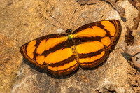 Pantoporia paraka