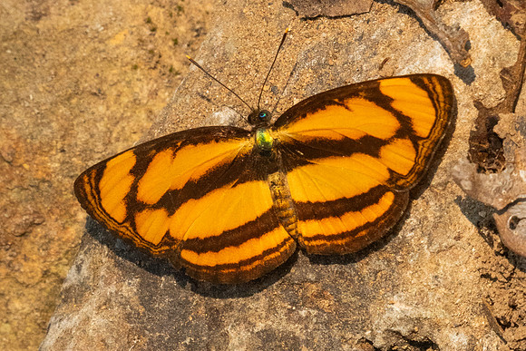 Pantoporia paraka-1484 - Chiang Dao - 18/03/25