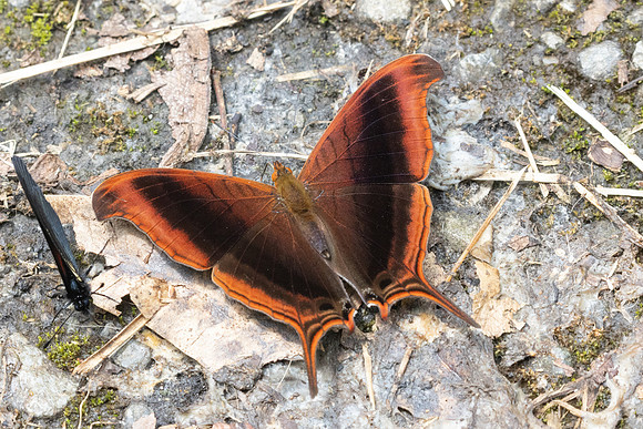 Marpesia zerynthia-5453 - jardin - 14/06/24
