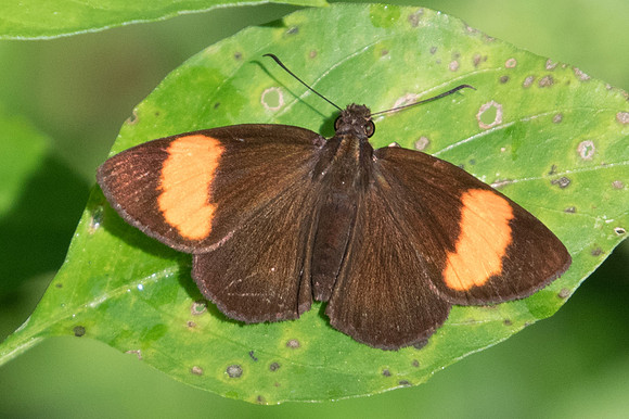Koruthaialos sindu-1718  - Chiang Dao - 15/11/23