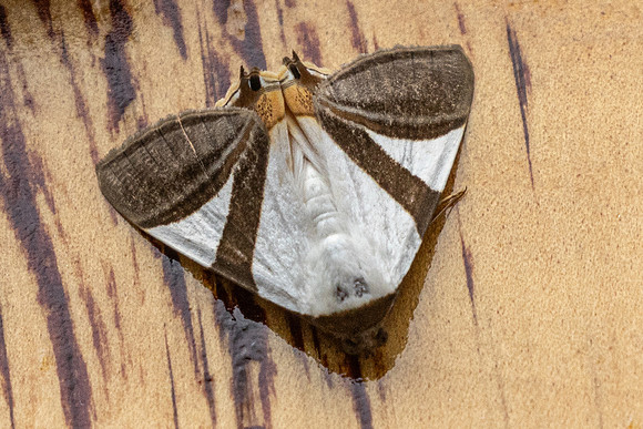 Eulepidotis dominicata nuit-6204