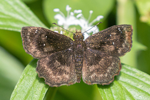 Staphylus ascalaphus-9789 - Bucaramanga - 5/06/24