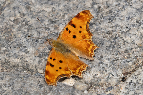 Polygonia egea-9789 -Café Pierre-Loti, Istambul - 10/09/24