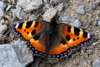 Aglais urticae-9624- Route Isola 2000 - 21/06/25