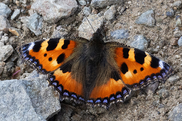 Aglais urticae-9624- Route Isola 2000 - 21/06/25