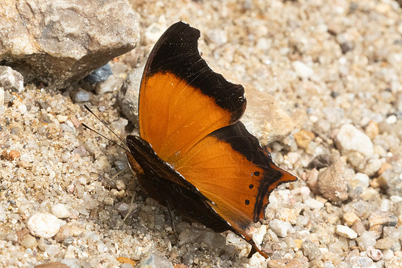 Rhinopalpa polynice-9436