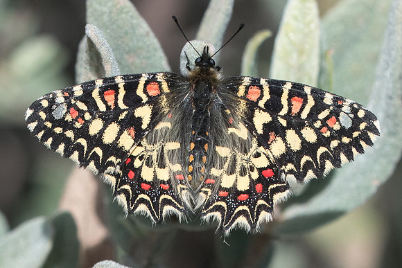 Zerynthia rumina-7946 - Ronda - 9/03/22