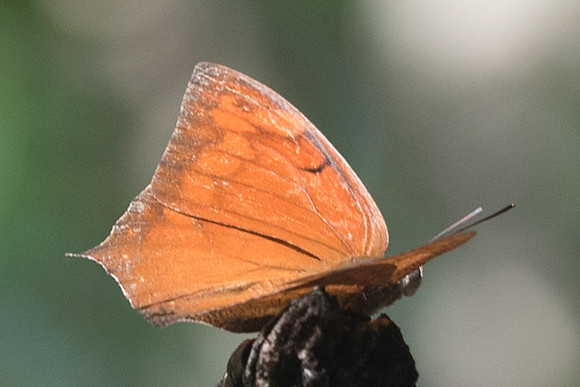 Anaea aidea-6415