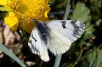 Euchloe simplonia-9780 - Col d'Agnel - 22/06/25