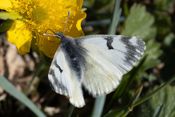 Euchloe simplonia-9780 - Col d'Agnel - 22/06/25