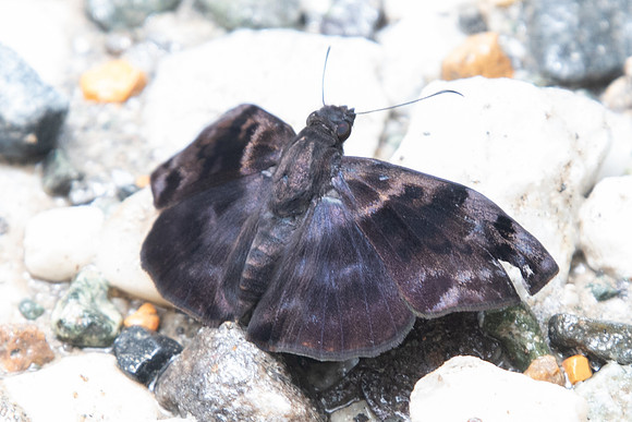 Ebrietas evanidus-9102