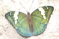 Euthalia patala-3827 - Doi Inthanon - 23/03/25