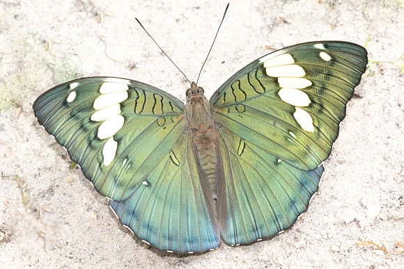 Euthalia patala-3827 - Doi Inthanon - 23/03/25