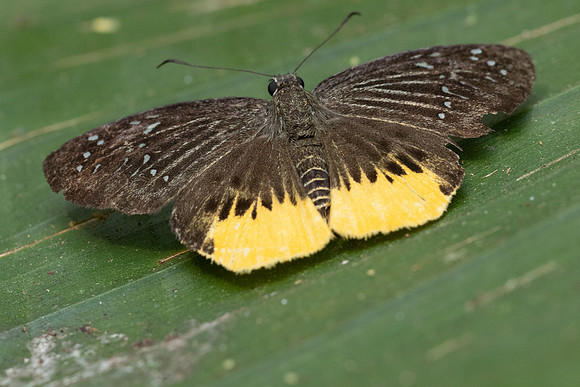 Mooreana trichoneura -5395 - Doi Suthep - 27/03/25