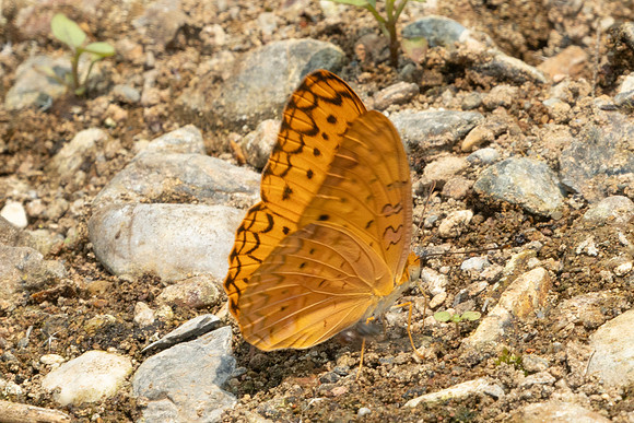 Phalanta phalantha-1207 - - Chiang Dao - 17/03/25