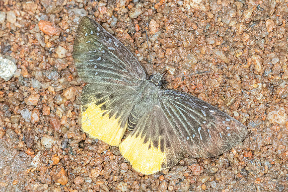 Mooreana trichoneura pralaya-5431 - Doi Suthep - 27/03/25