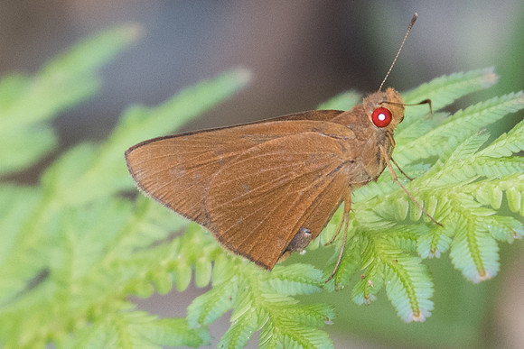 Matapa aria id--6257 - Phanom Bencha Mountain Resort - 24/11/23