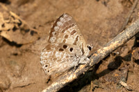 Niphanda asialis-1136 - Chiang Dao - 17/03/25