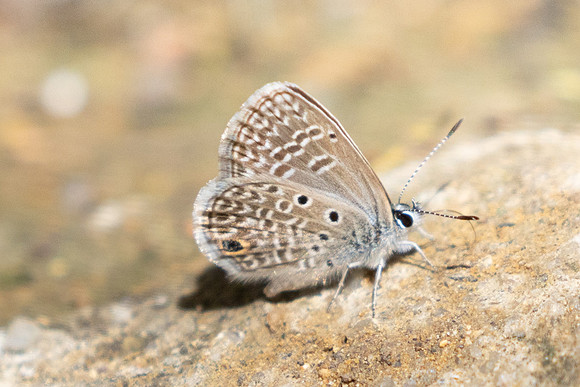 Hemiargus hanno-3763