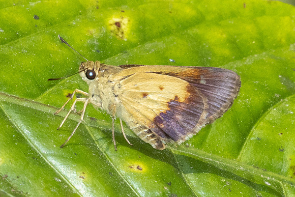 Zographetus satwa-3715