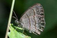 Hermeuptychia sosybius-6119