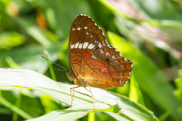 Anartia amathea-5590