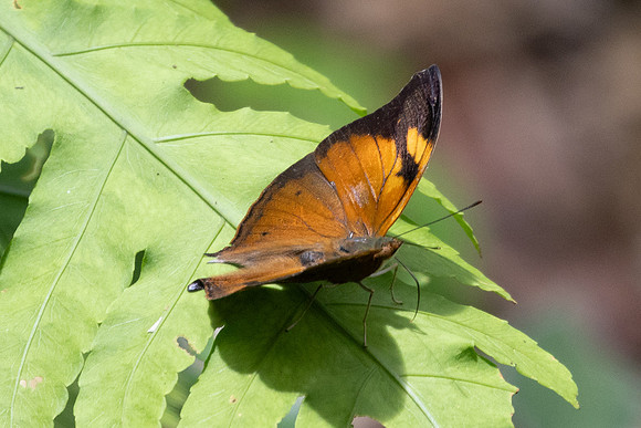 Doleschallia bisaltide-0444