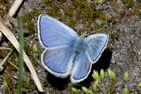 Albulina orbitulus-3026 - Galibier - 28/06/25