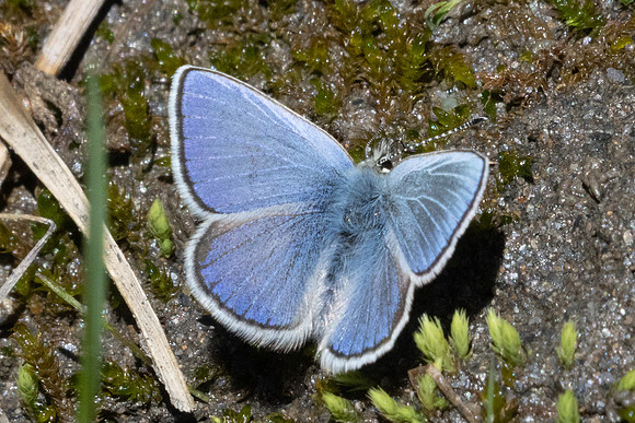Albulina orbitulus-3026 - Galibier - 28/06/25