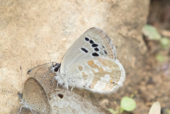 Tongeia ion-1325 - Chiang Dao - 17/03/25