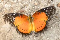 Cethosia biblis-4072- Doi Inthanon - 23/03/25