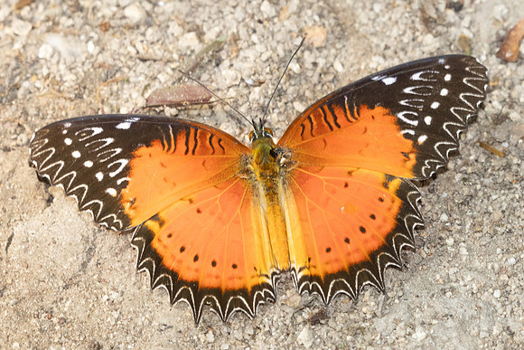 Cethosia biblis-4072- Doi Inthanon - 23/03/25