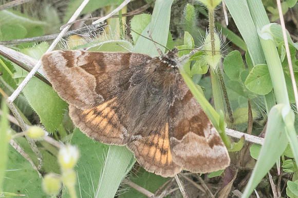 Euclidia glyphica-7711 - Cipières - 15/05/21