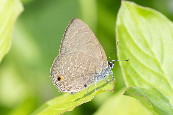 Anthene emolus-9782