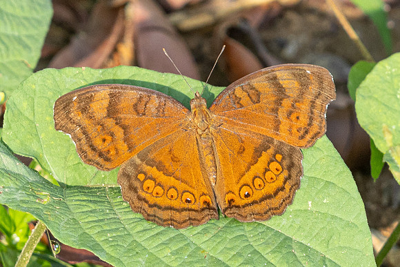 Junonia hedonia-6722  - Putrajaya - 30/03/25