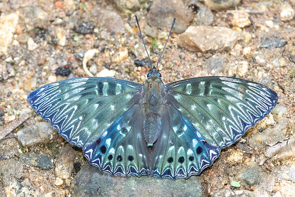 Dichorragia nesimachus-5514